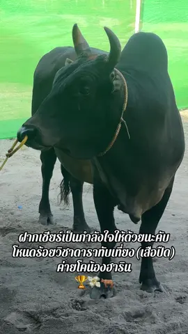 ฝากเชียร์ด้วยนะคับ21นี้#ฟีดเถอะขอร้อง #ค่ายโคน้องฮาริน #สนามกีฬาชนโคบ้านนาทราย #ไม่ใช่การทารุณกรรมสัตว์ #นครศรีธรรมราช 