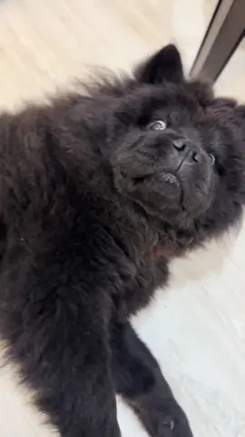 Yo someone open the door #yesking #rip #youdigginginme #loveand #chowchow 