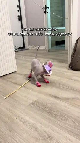 Хотели как лучше же , чтобы тепленько было 🤣  #сфинкс #кот #котики #лысик #sphinx 