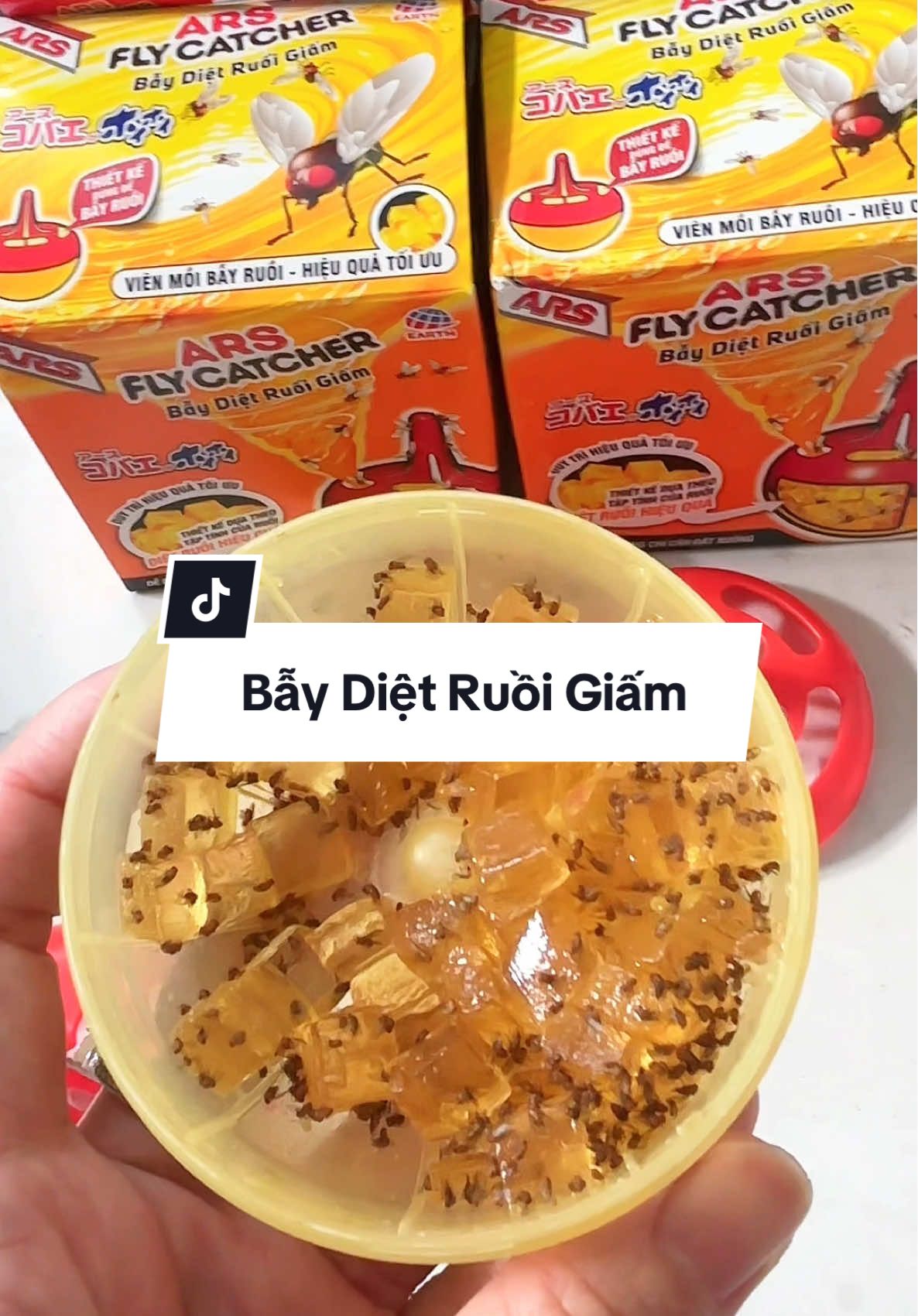 Dĩn dãn ruồi giấm nhà ai nhiều thì cứ vào đây #dĩn #dãn #condin #dietdin #contrung