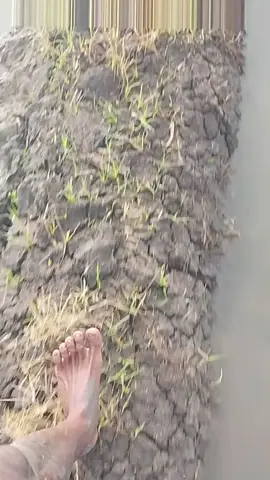 bagian ngirim duit. 😅 #traktorbalap 