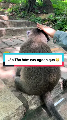- Lão Tôn hôm nay tự nhiên thấy gái là ngoan hẵn ra nhờ 😂. Bé này ngoan lắm. Anh Chị lên chùa gặp bé này là sờ được luôn á #condao #dulichcondao #vansontu 