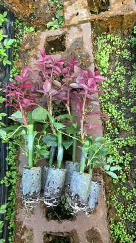 Hồng bầu suất lô hồng gỗ , hồng leo , hồng tỷ muội ... #xuhuong #xuhuongtiktok #hoa #hoahong 