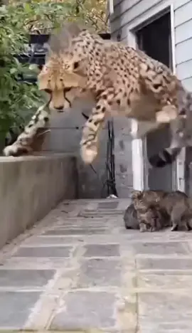 The leopard suddenly charged into the distance, the mother cat protecting her cub.