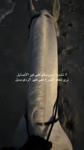 #ركوب_الخيل #البحر #الكويت🇰🇼 #غروب #الشعب_الصيني_ماله_حل😂😂 