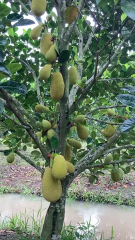 Gán lựa kím cây 4 trái ae ơi 