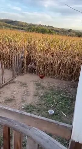 Duende robando Gallinas😭😰 #duende #scary #scarytiktoks #misterio #terrorymiedo 