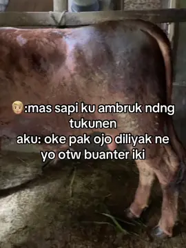 😁#magetan24jam #sapilimosinsuper #peternaksapiindonesia #pmk