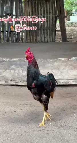 #ဒီကောင်လေးပြန်မျှပေးမယ်ညီအကို🤘🏾🥰 #ကြက်သမားလေးပါ😍😛 