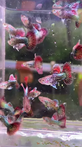 red drgon #gupyfish #gupylover #fyp 