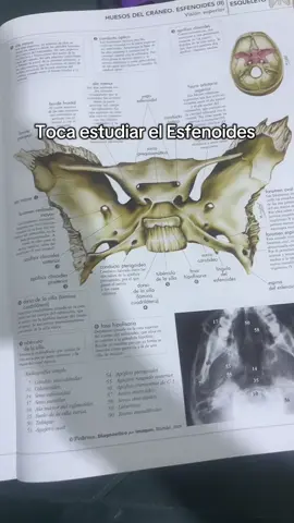 #esfenoides #medicina #odontologia #parescraneales #areasalud 