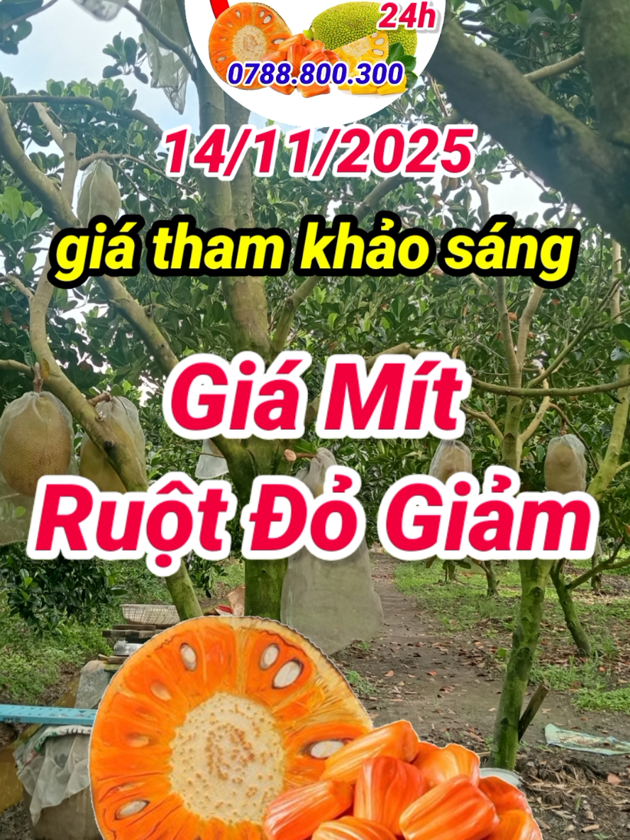 giá mít ruột đỏ hôm nay 14/11/2025 #giamithomnay #giamitruotdo #giamitruotdohomnay #mitruotdo #mit @Tùng kênh giá mít hôm nay 