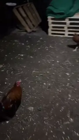 #ayamplipin #ayamplipin🇸🇽 #ayamkampung 