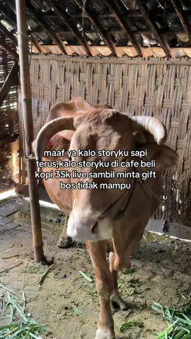 #tigaputrafarm #jualbelisapi 