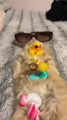 #fyp #kitten #cat #tiktok 