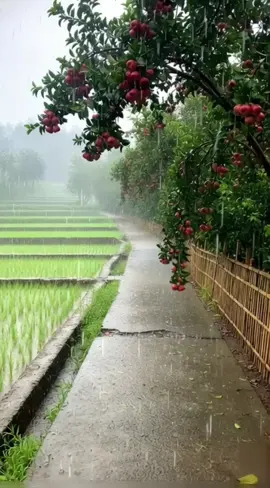 hujan sahdu #relaxingvibes  #pesonadesa  #panoramaalam  #creatorsearchinsights  #fyppppppppppppppppppppp 