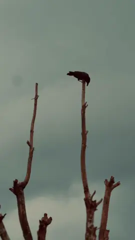 Background video 4u  #achintha_madushan #achi #backgroundvideo #viraltiktok #viralvideo 