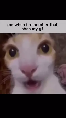 Song: What’s Left to Say - Yakob Dye #cat #catsoftiktok #meme