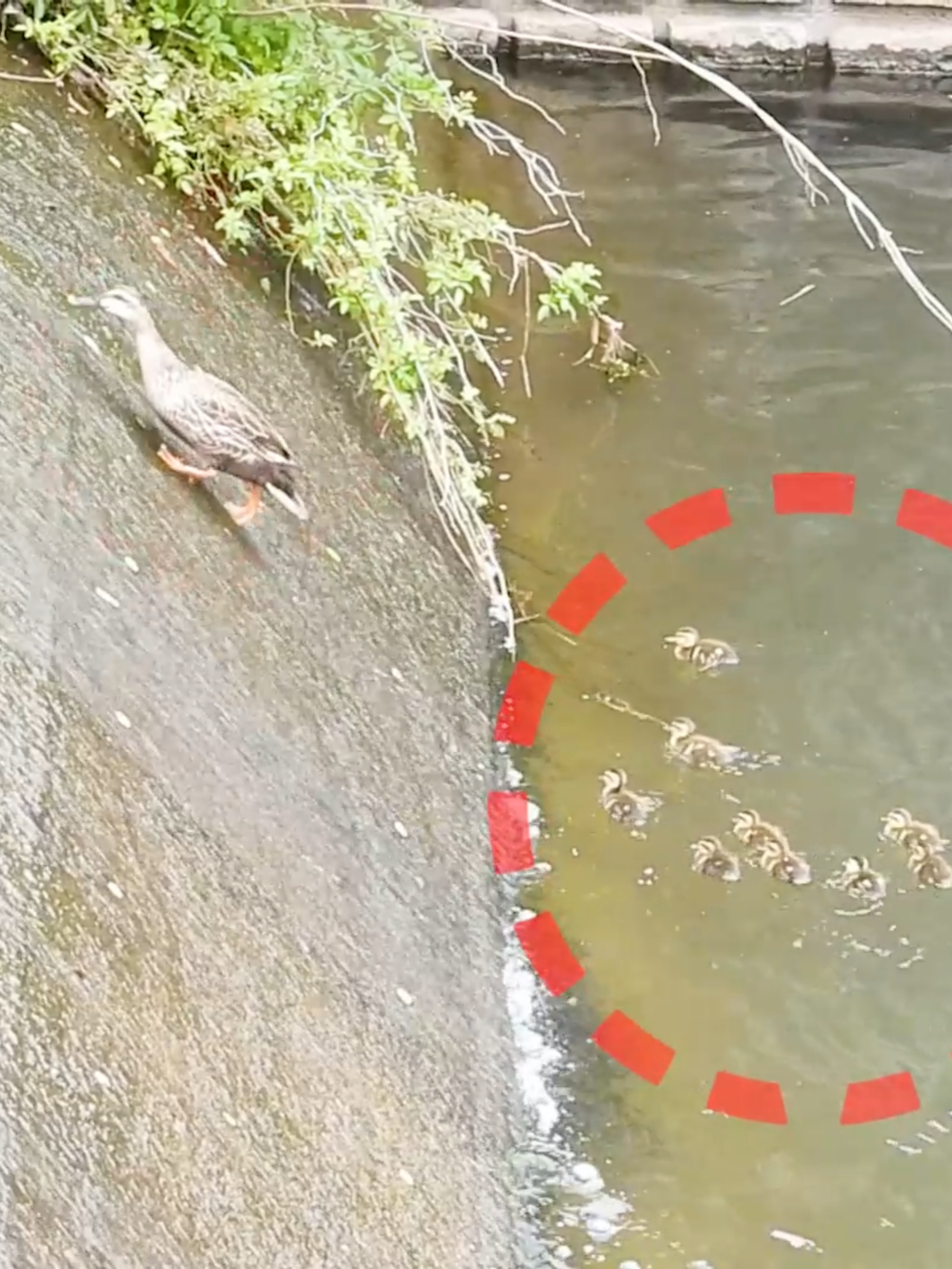 Mom Duck usually flies this, but today she walked the slippery slope to teach her babies! 🥺 Watch the struggling duckling fight the current to follow her. Pure motherly dedication! #Ducklings #MotherDuck #Inspiration #UrbanWildlife #NatureTok