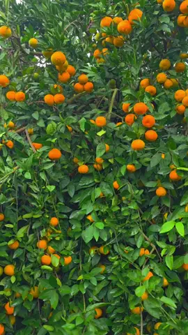 #CapCut #مجرد________ذووووووق🎶🎵💞 #شقل اليوم