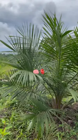 #fyp #petanisawit #fypシ゚viral #kulisawit #xyzcba 