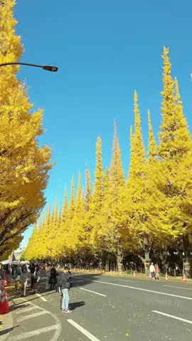 Đónmùa thu thứ 8 tại Tokyo 🍂🍂🍂 #muàthunhậtbản #lávàng #xuhuong #tokyo #trending 