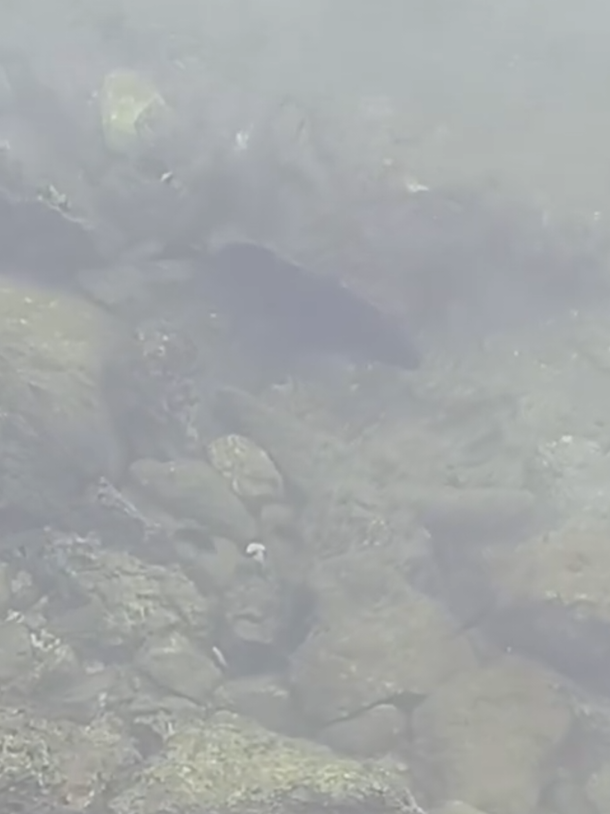 beginilah jika seorang pemaser tidak membawa unit, ada saja cobaannya. #fyp #pasermaniaindonesia #pasermania #paser #paserikan 