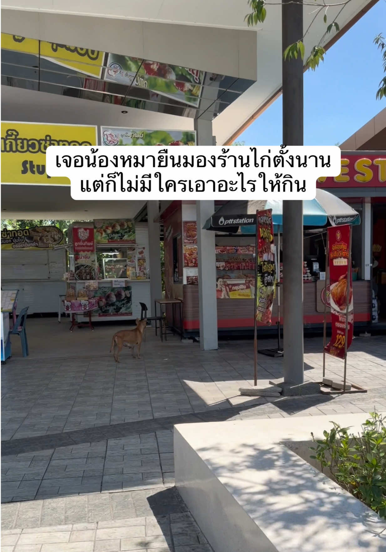 อิ่มท้องไปอีก1วันนะลูก #หมาจร #หมาจรก็มีหัวใจ #ทาสหมา #หมาจรจัด #หมาน่ารัก 