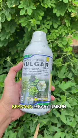 Bingung mau basmi gulma berdaun lebar pakai apa? Pakai Herbisida VULGAR sekarang!!! #fyp #herbisida #herbisidarumput #promo #gulma 