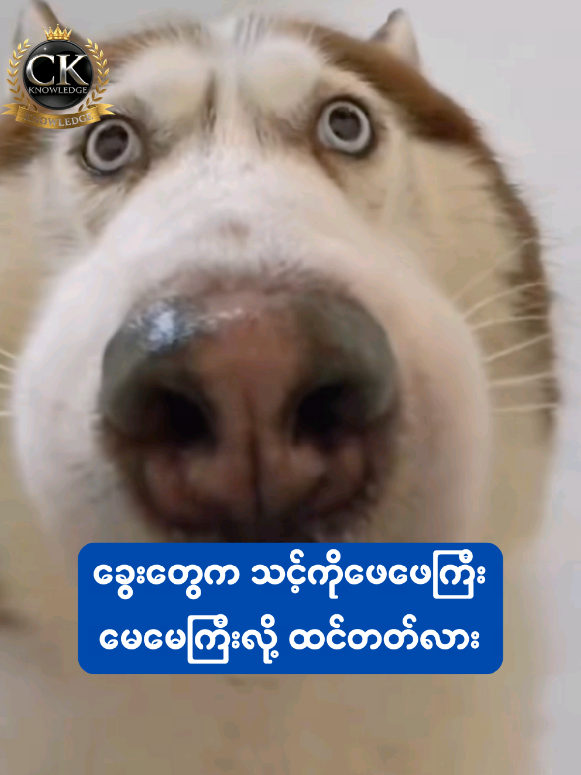 #တရိစ္ဆာန်ချစ်သူများ #animel #dog #viral #History 