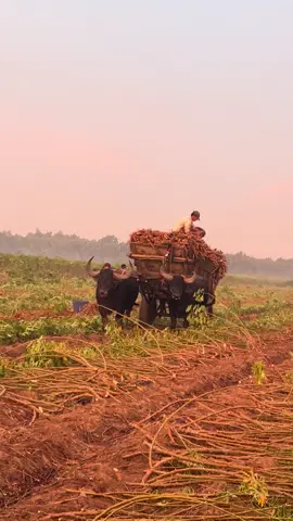Hết vụ ko gặp 2 chuyến binh kéo nữa rồi. Hẹn ae vụ sau!@Hoài Nam❤🐃 @Phạm anh tuấn @Vua bò kéo 70TN 🍀🍀😇😇😇😇👋 #HoaiNam #traukeotayninh #thichxemchoitrau #đammêchoitrau #choitrau 