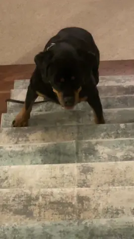 not a single thought behind those eyes #rottweiler #thatsjustmybabydog #statue #crazygirl   