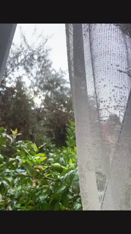 #مطر #الشتاء🎻🎼  🍁♥️#جنين_نابلس_طولكرم_رام_الله_فلسطين 