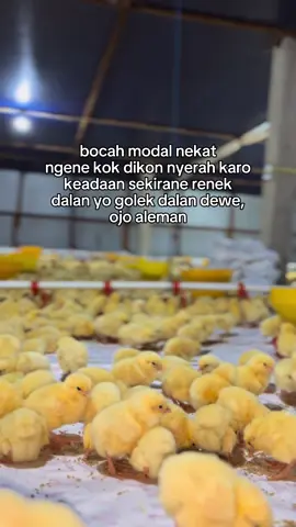 #CapCut #fyppp #broiler #peternakmuda 