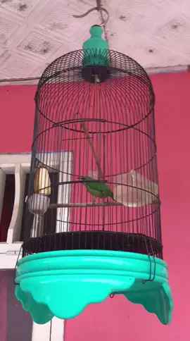 cungko Trotol belajar nembak #cungkok #cungkokindonesia #cungkokgacor #cucakcungkokmasteran #cucakcungkok 