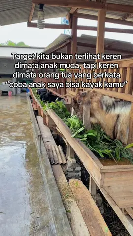 Sekian lama ga upload nih😁 #bangsalfarm #fyp #peternakmuda 