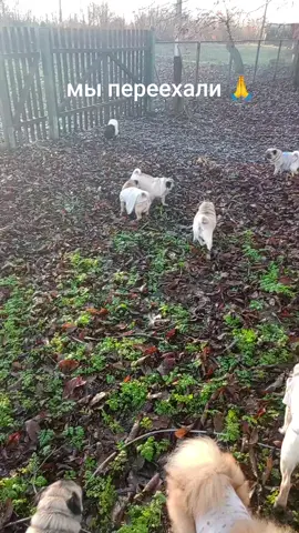 #мопсикитакиемопсики #эвакуациялюдей #спасениеживотных #мопсы 