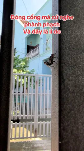 Đóng cổng mà cứ nghe phành phạch. Và đây là lí do. #funny #kienthuccakoi #clips 