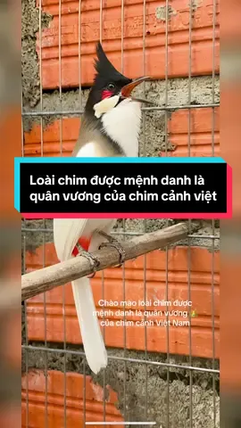 Tiếng hót chào mào không chỉ vang trên những sân đấu, mà còn chạm vào trái tim của những người thật sự đam mê. Mỗi chú chim là một hành trình chăm sóc, mỗi cuộc thi là một niềm tự hào. Mong phong trào chào mào đấu hót tiếp tục lớn mạnh, để ngọn lửa đam mê ấy được truyền lại cho thế hệ trẻ – những người sẽ tiếp tục giữ gìn và thắp sáng vẻ đẹp tinh tế của thú chơi này. Hy vọng tiếng hót ấy sẽ bay xa hơn nữa, kết nối những trái tim cùng chung một tình yêu.”#chaomaobachtang #viral #dotbien #chaomaovip #damme 