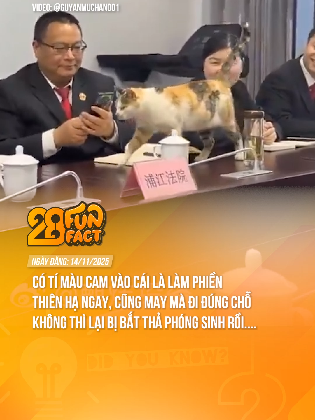 CÓ TÝ MÈO CAM VÀO LÀ LÀM PHIỀN THIÊN HẠ NGAY :))) #theanh28 #theanh28news #tiktoknews #theanh28funfact