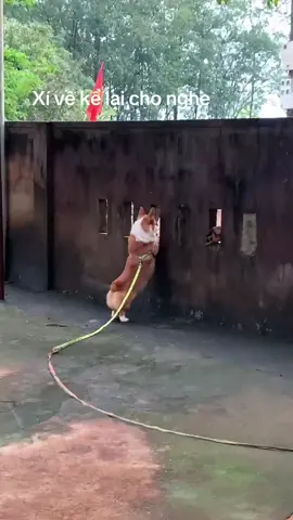 #cogri #cún #thúcưng #chó 