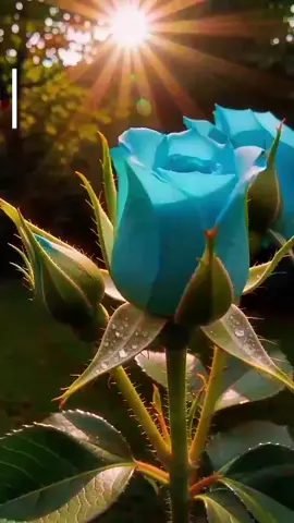 #alabanzascristianas🙌🕊📖 