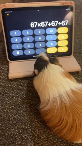 hello from chanel #guineapig 