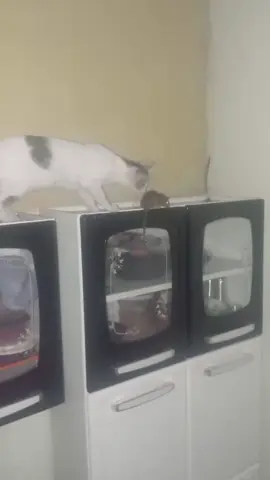 ELE SÓ TINHA UM TRABALHO, UM #foryou #FYP #gatos #preguiça#cute 