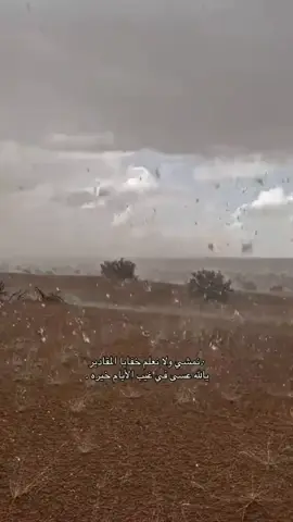 #عرعره_النقب_رهط_كسيفه_شقيب_تل_السبع 