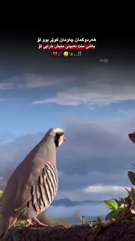 #wajy #foryou #hawler_slemani_dhok_karkuk_hallabja #fypviralシ #soran 