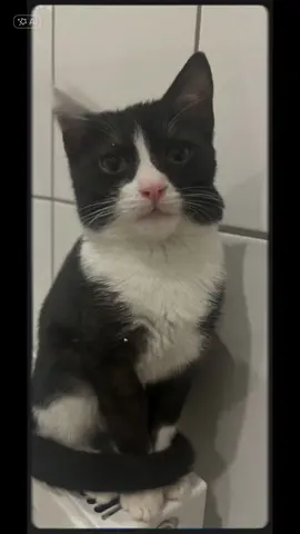 #tierliebe #foryoupage❤️❤️ #catlover #dogsoftiktok #trending 