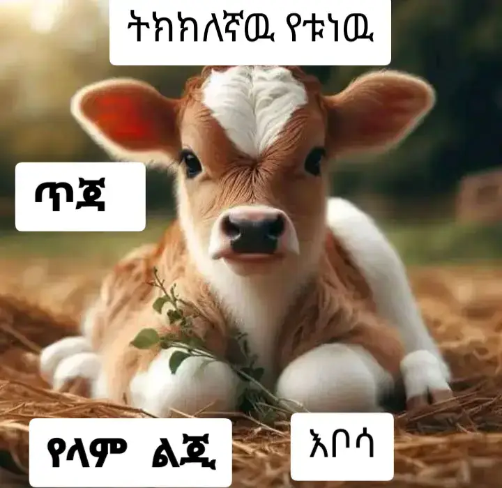 #ይክ_አድርጉ_ጓደኞቼ #ፎሎው🇪🇹🇪🇹_ላይክ🇪🇹🇪🇹_አድርጉ🇪🇹🇪🇹_ጓደኞቼ #እትዮጵያ_ለዘላለም_ትኑር🇪🇹ሀገሬ ##LearnOnTikTok #ፎሎው_ላይክ_አድርጉ_ጓደኞቼ 