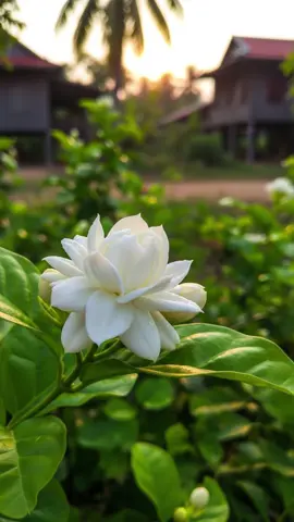 ផ្ការីកក្នុងចិត្ត #សុិនសុីសាមុត 