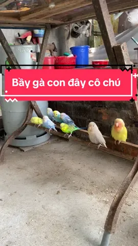 Ai yêu gả luôn 🥰, hí hí #macawparrot #sunconure #lovebirds #xh #2025 